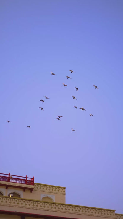 Designer Sequins Embroidered Lehenga choli